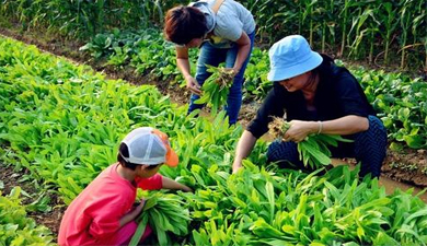 会员种植、采摘体验